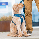 DOG Copenhagen Hondentuig Comfort Walk Pro Ocean Blue