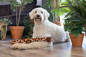 Beeztees Hondenspeelgoed Jungle Girafstaart