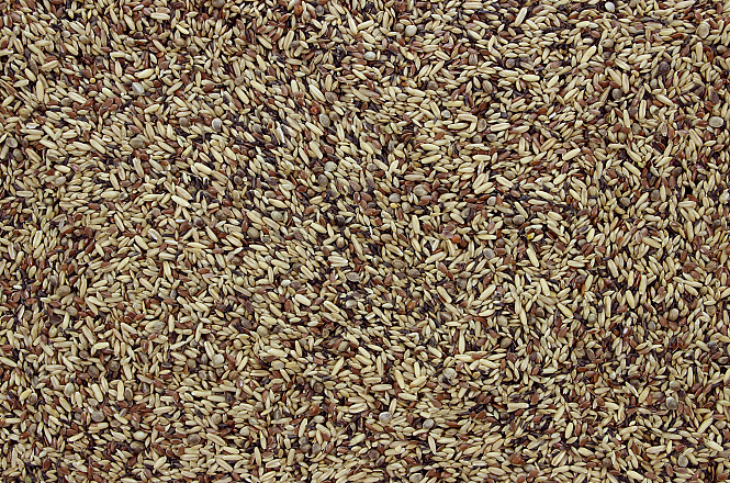 Wildzangzaad 1 kg